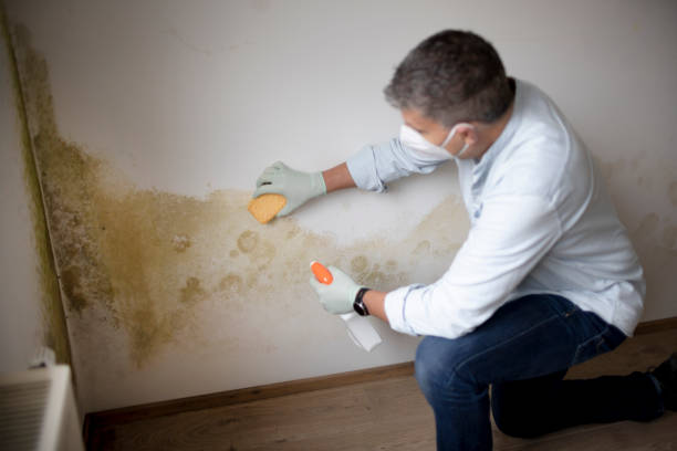 Best Mold Damage Restoration  in Ewa Villages, HI