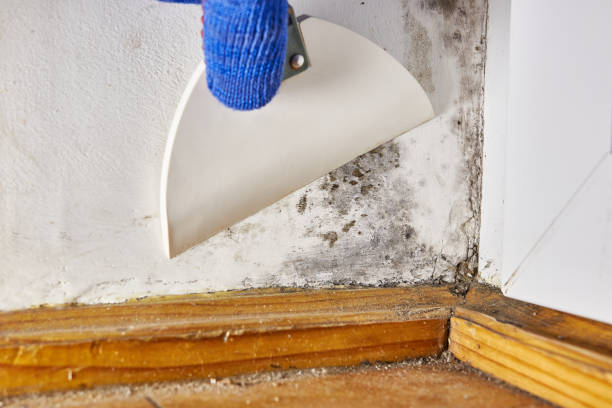 Best Industrial Mold Remediation  in Ewa Villages, HI