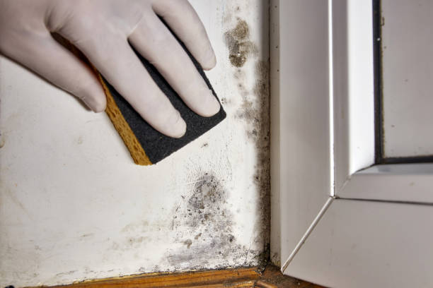 Best Water Damage & Mold Remediation  in Ewa Villages, HI